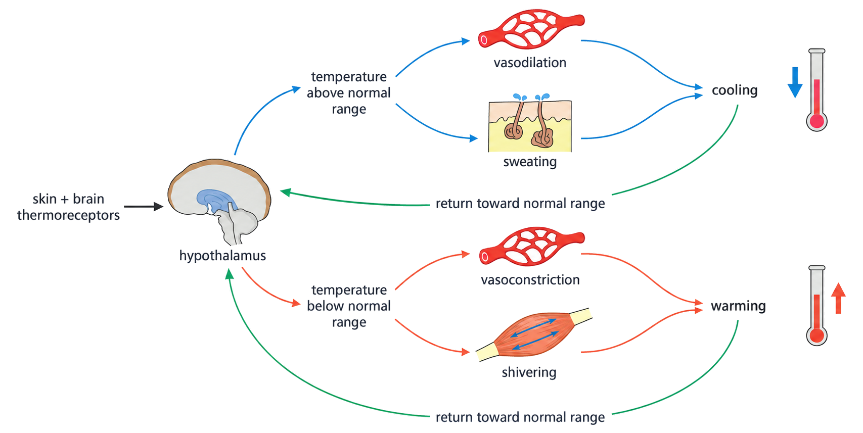 Skin and brain thermoreceptors signal the hypothalamus, which activates cooling above the normal range and warming below it.