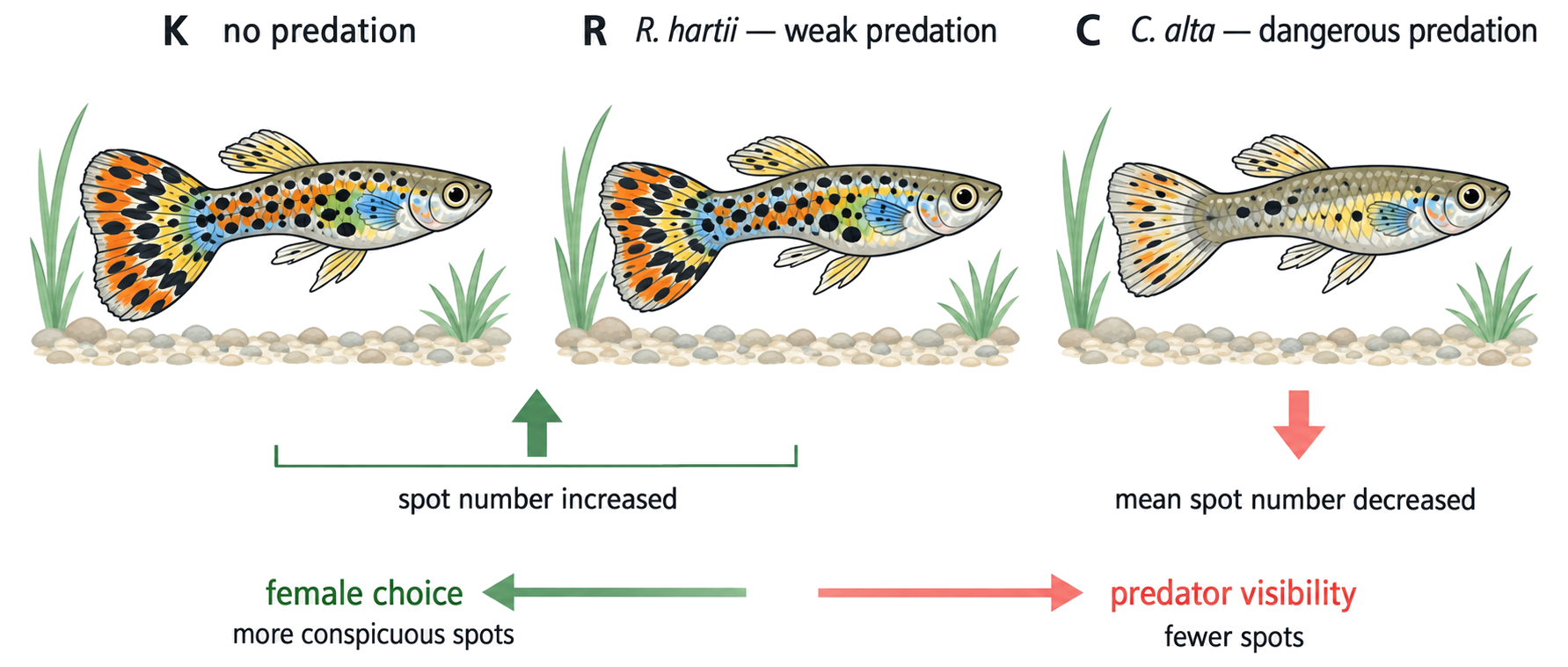 Guppy treatments K, R and C show spot number rising with no or weak predation and falling under dangerous C. alta predation.