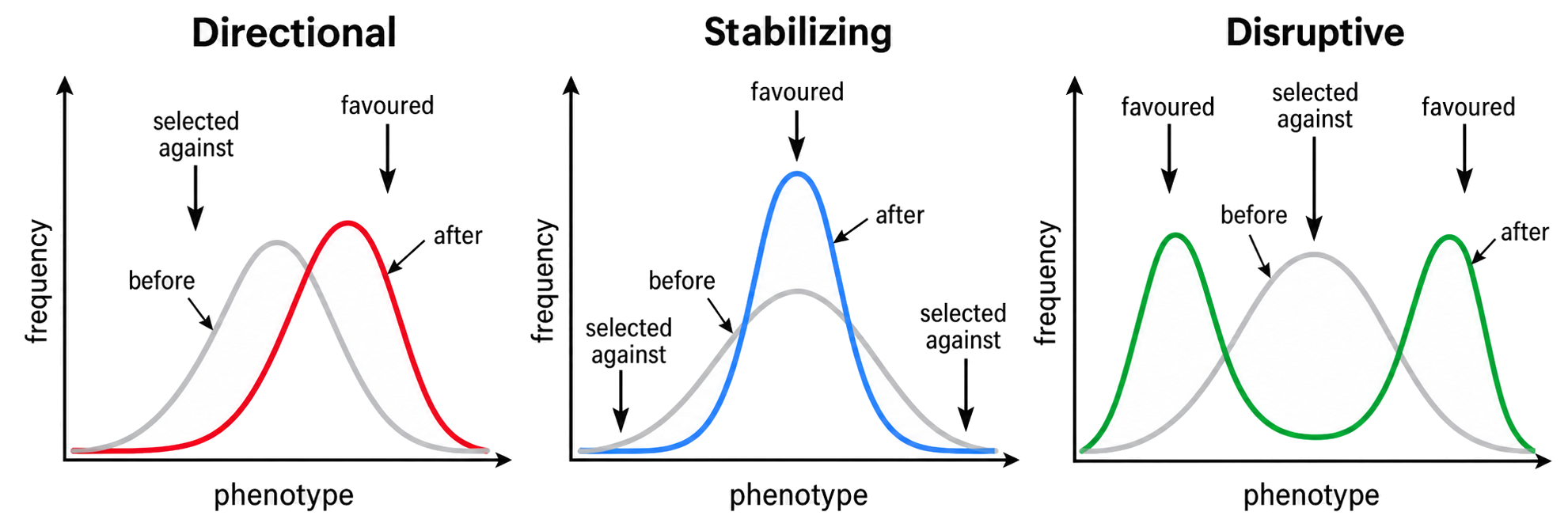 Before-and-after phenotype distributions show directional selection favoring one extreme, stabilizing selection favoring intermediates and disruptive selection favoring both extremes.