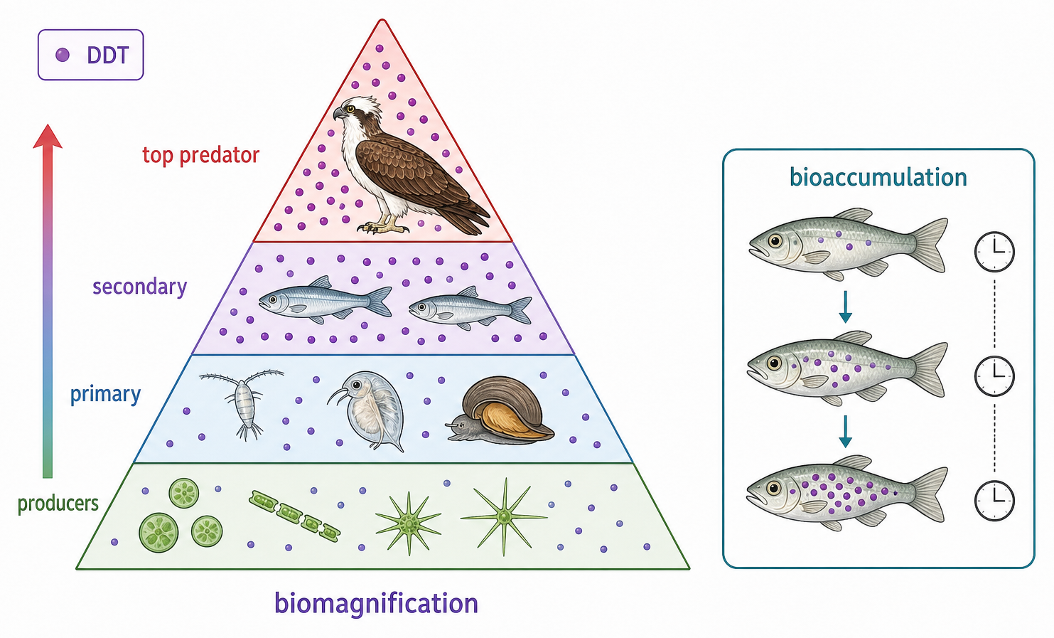 A food-chain pyramid shows DDT concentration increasing from producers to primary and secondary consumers and a top predator, alongside one fish accumulating more toxin over time.