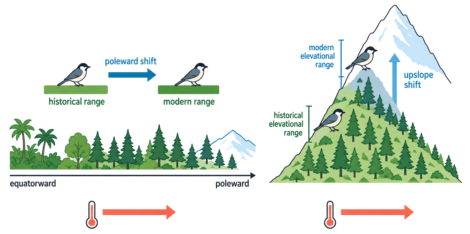 A map and mountain cross-section show a temperate species shifting poleward and a montane bird shifting upslope as its modern climate envelope moves.