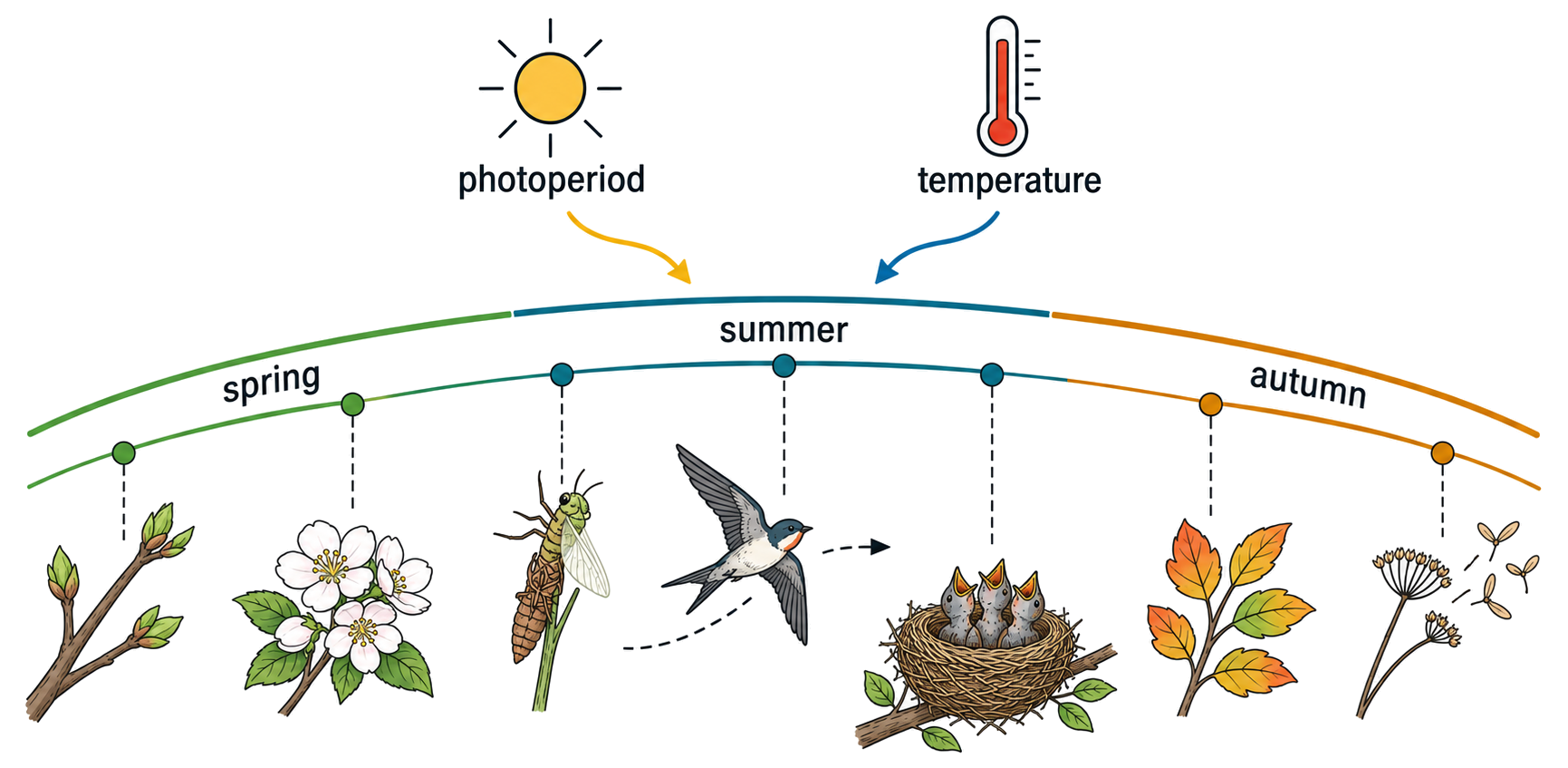 A seasonal timeline places budburst, flowering, insect emergence, migration, nesting, autumn leaf change and seed dispersal under photoperiod and temperature cues.