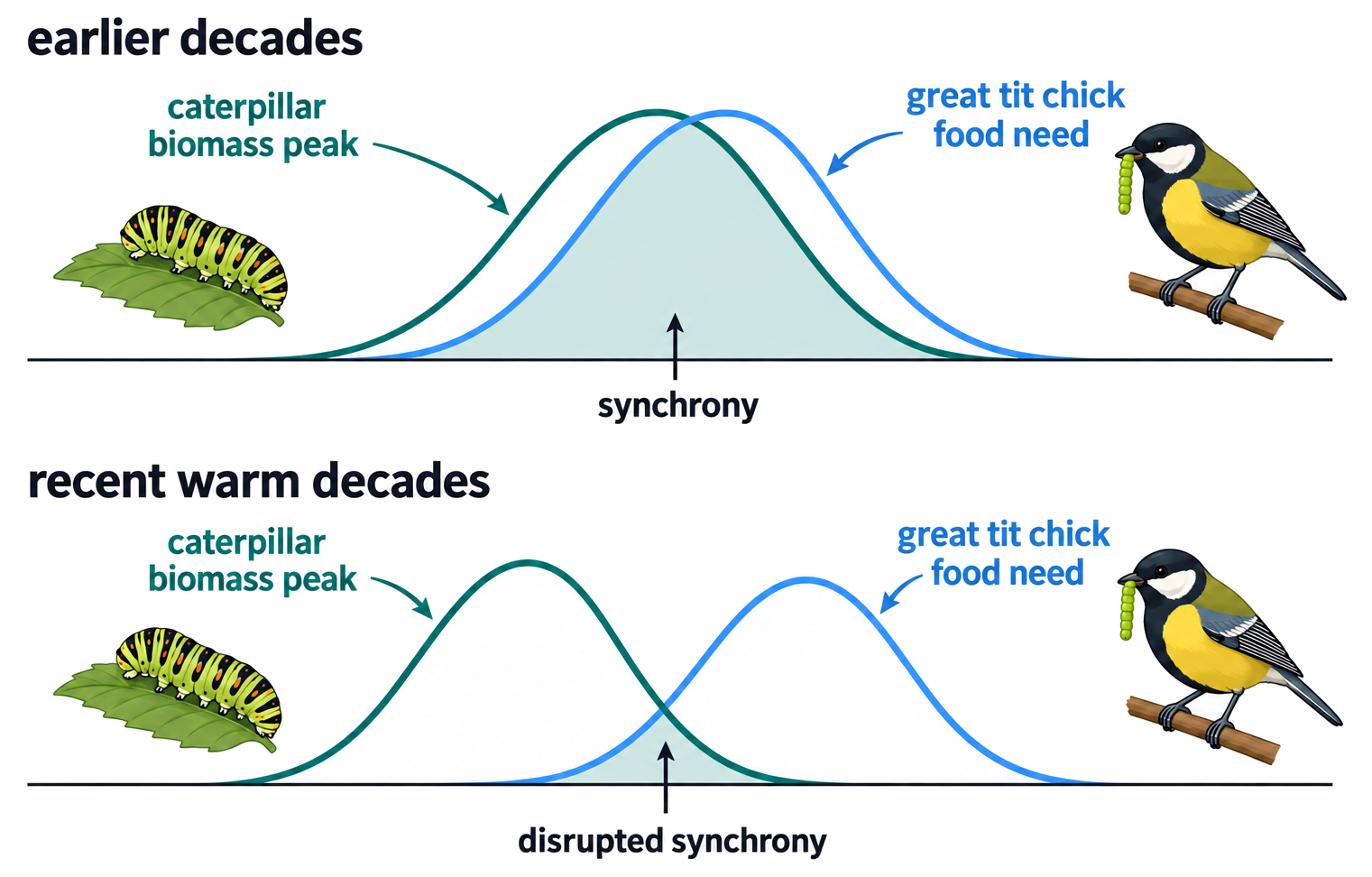Earlier decades show caterpillar biomass overlapping great-tit chick food need, while recent warm decades show the caterpillar peak shifted earlier and overlap reduced.