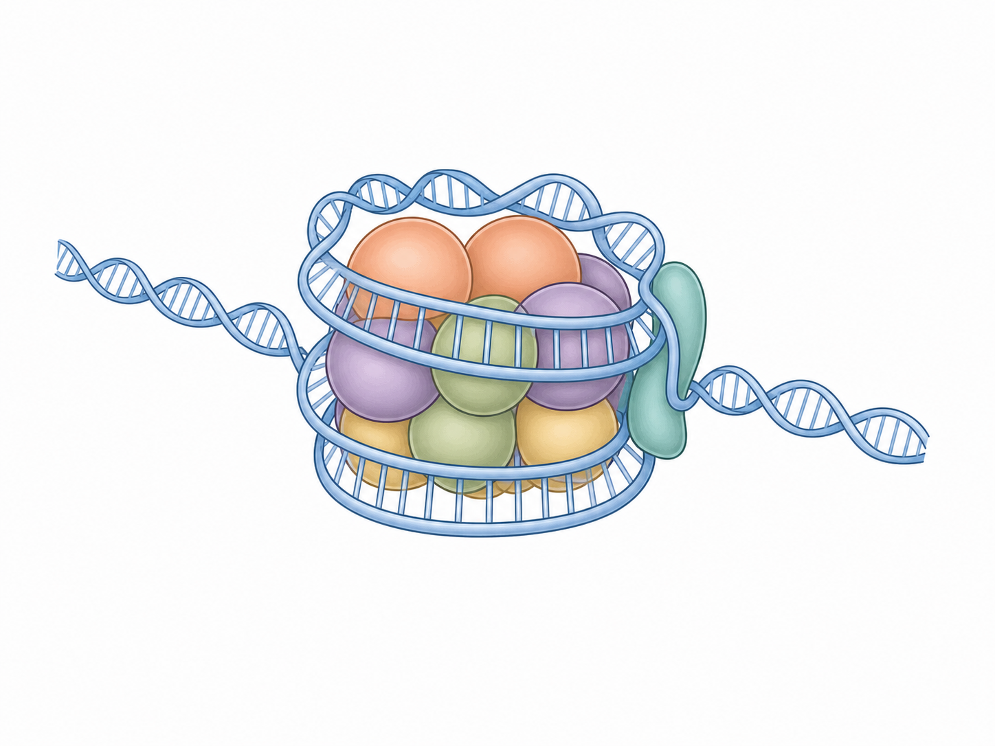 DNA wraps nearly twice around a core of eight histone proteins, with linker DNA leaving the core and an additional H1 histone beside the linker.