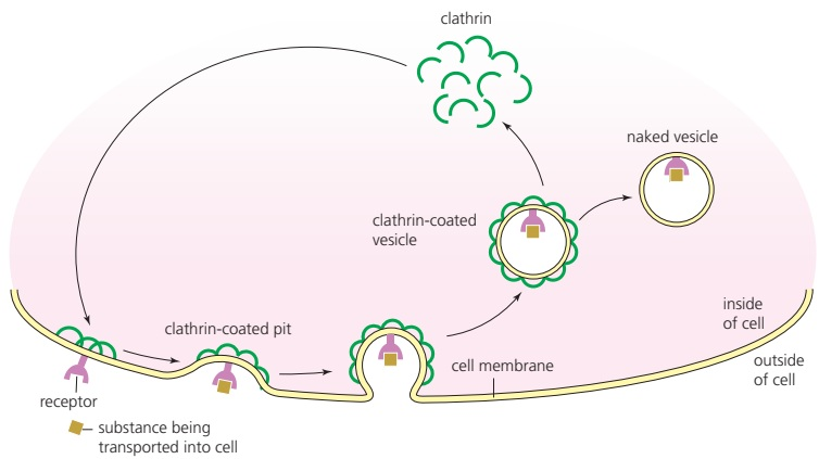 Diagram shows clathrin-coated vesicles budding, docking, and fusing at the cell membrane, with a receptor and transported substance labeled.