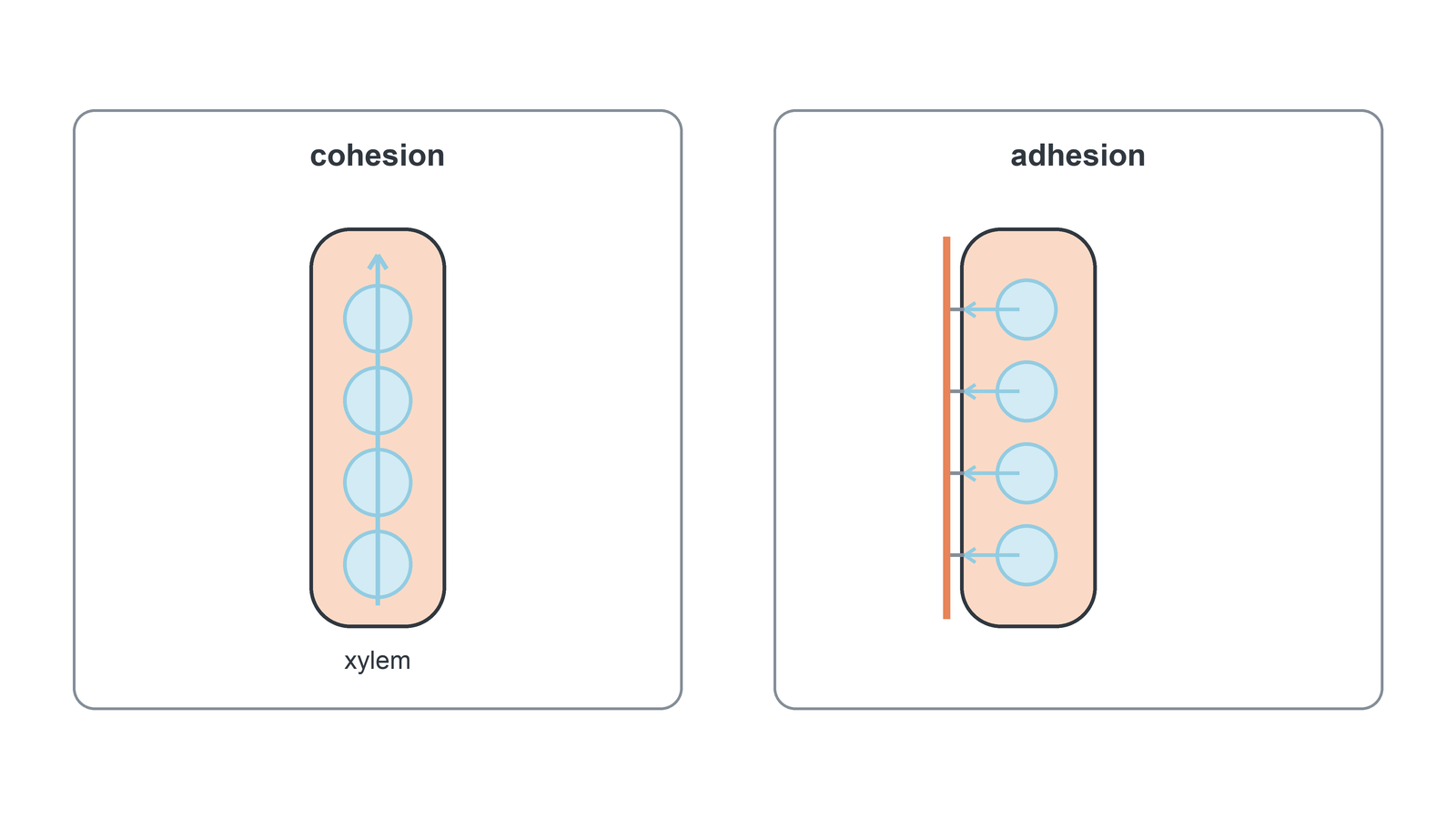 Two xylem cutaways contrast a continuous cohesive water column with water adhesion to hydrophilic cellulose vessel walls.