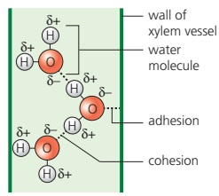Water molecules in a xylem vessel show cohesion between water molecules and adhesion between water and the vessel wall.