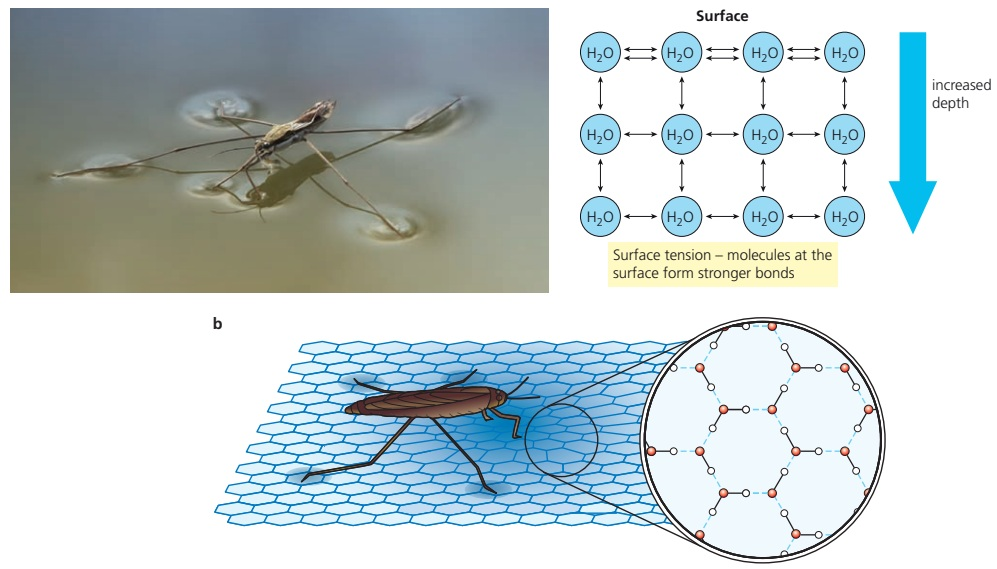A pond skater depresses the water surface beside molecular views of hydrogen bonding and inward attraction at the surface.