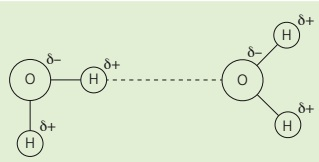 Two bent water molecules with solid covalent O–H bonds, partial charges, and a dashed hydrogen bond between different molecules.