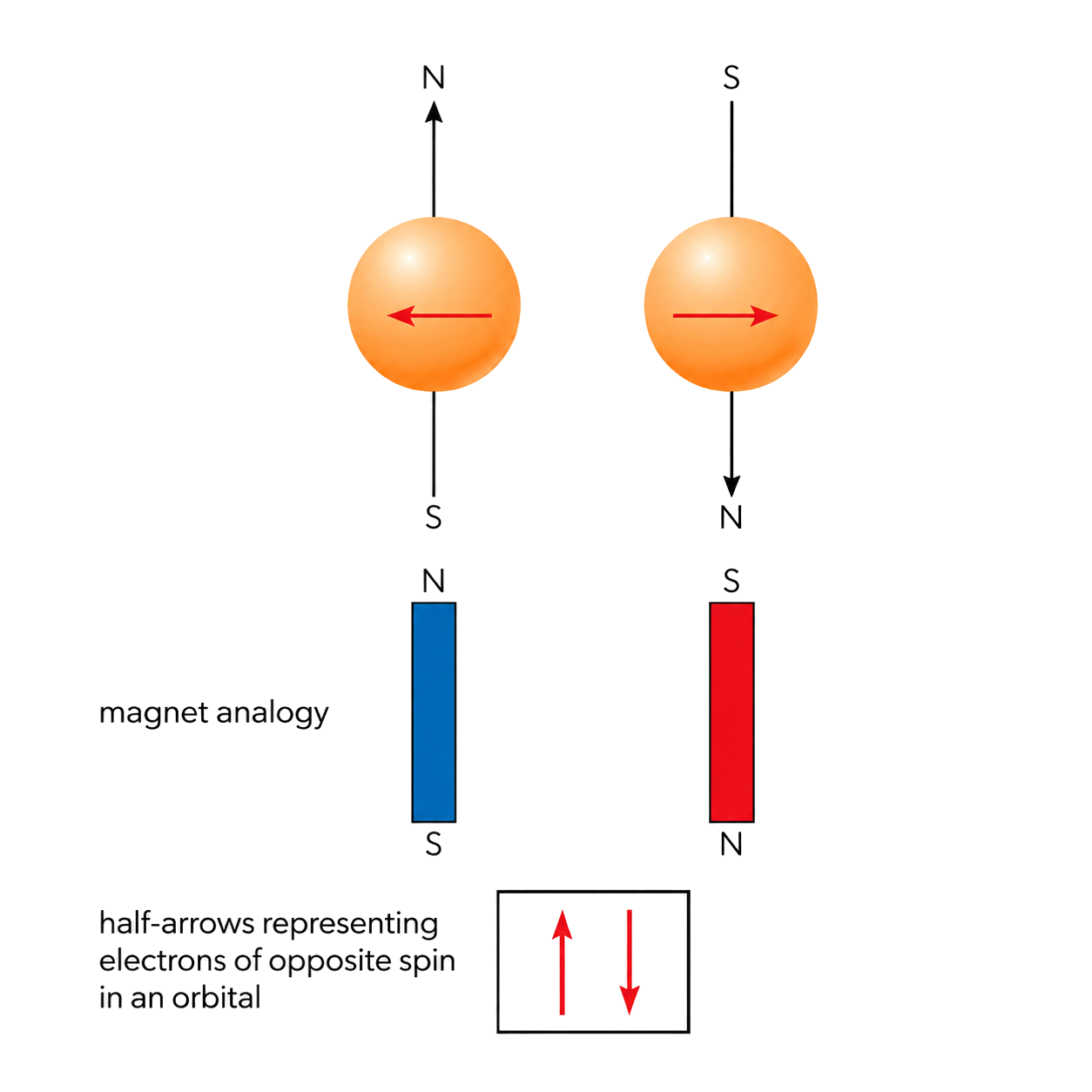 Orbital boxes fill from lower to higher energy, singly before pairing and with opposite paired spins, with separate corrected rows for chromium and copper.