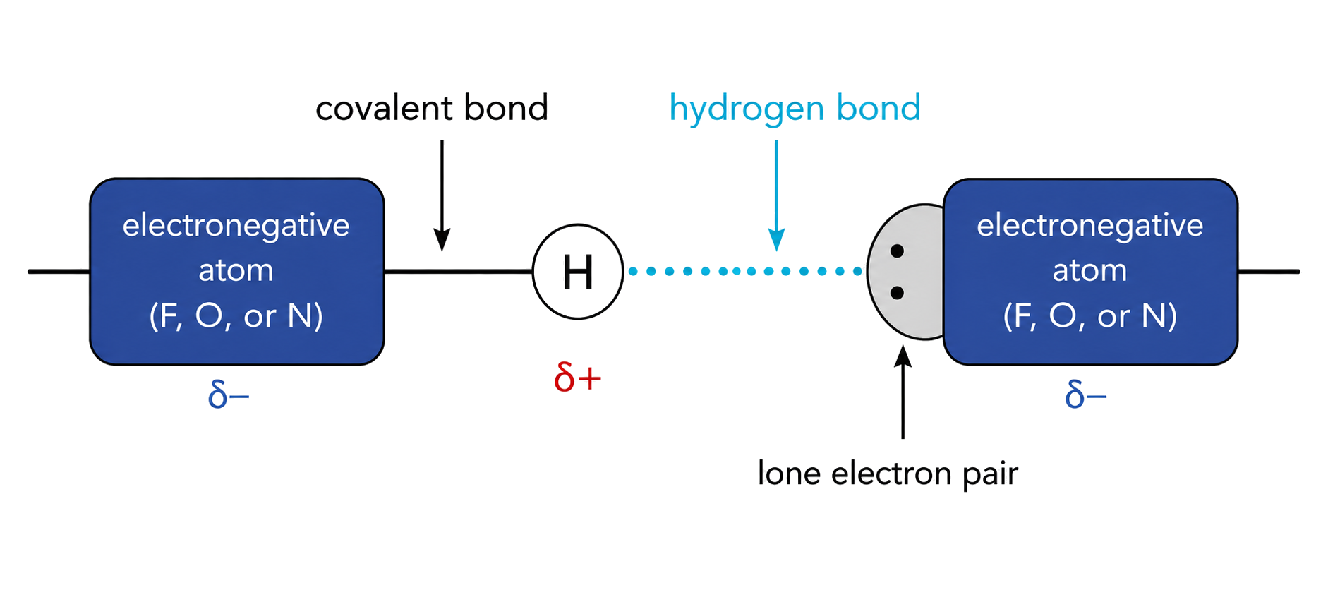 donor is an electronegative-atom-to-H covalent bond; H is delta-positive and electronegative atoms are delta-negative; the dotted hydrogen bond terminates at the acceptor lone pair; covalent and hydrogen bonds are visually distinguished.
