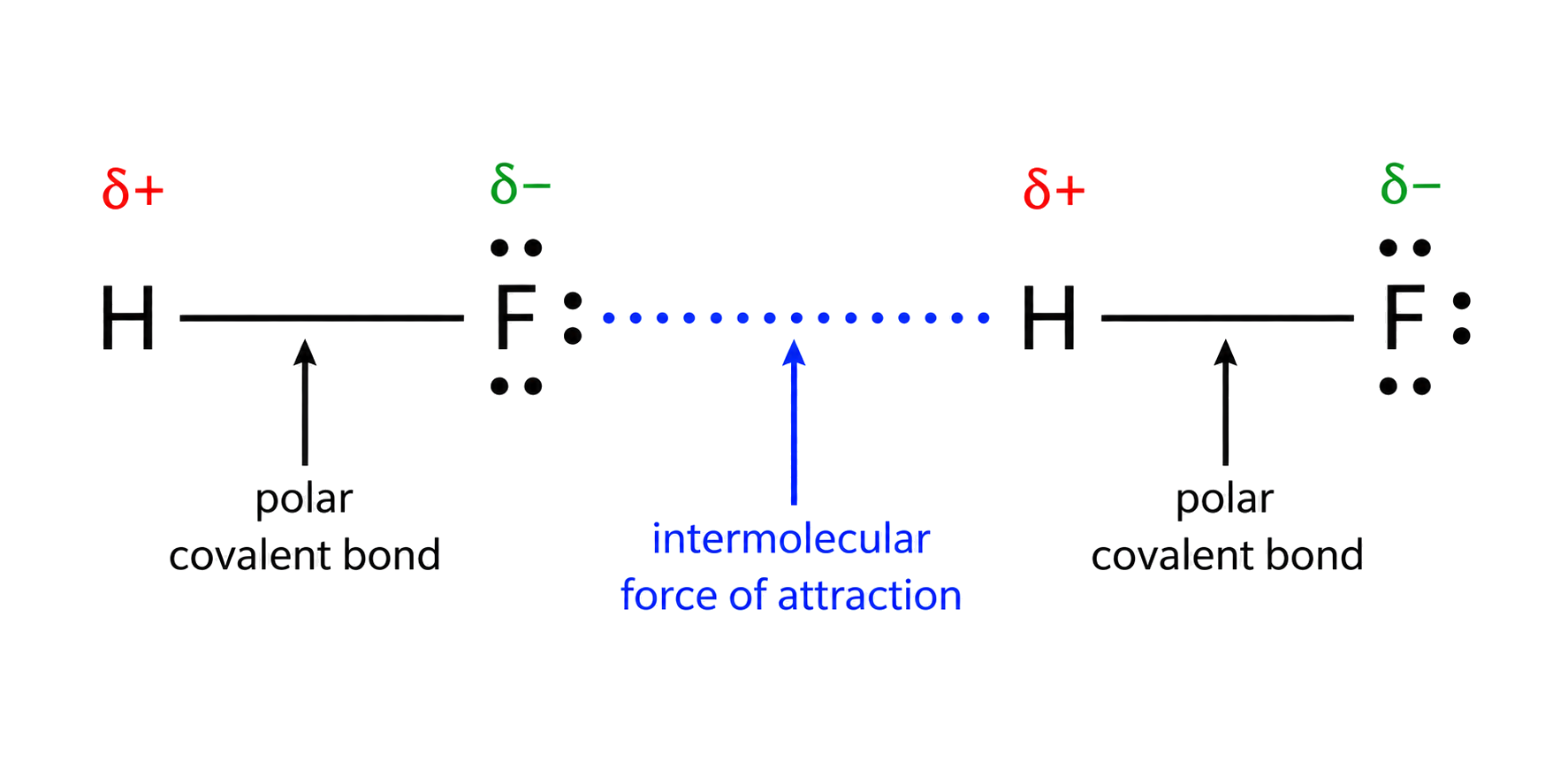 solid H-F lines are intramolecular polar covalent bonds; the dotted attraction connects F delta-negative on one molecule to H delta-positive on another; the two HF molecules remain separate; each fluorine has three lone pairs.