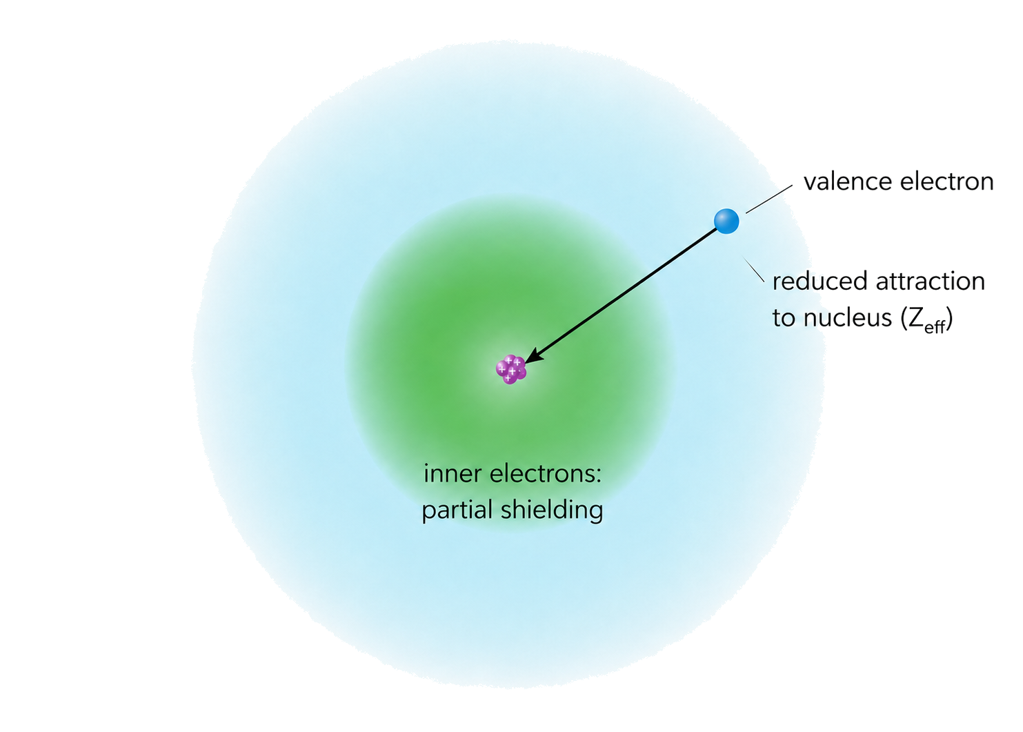 the valence electron is explicitly labelled; the attraction arrow points from the valence electron toward the central positive nucleus; inner-electron shielding is visually distinct from nuclear attraction.