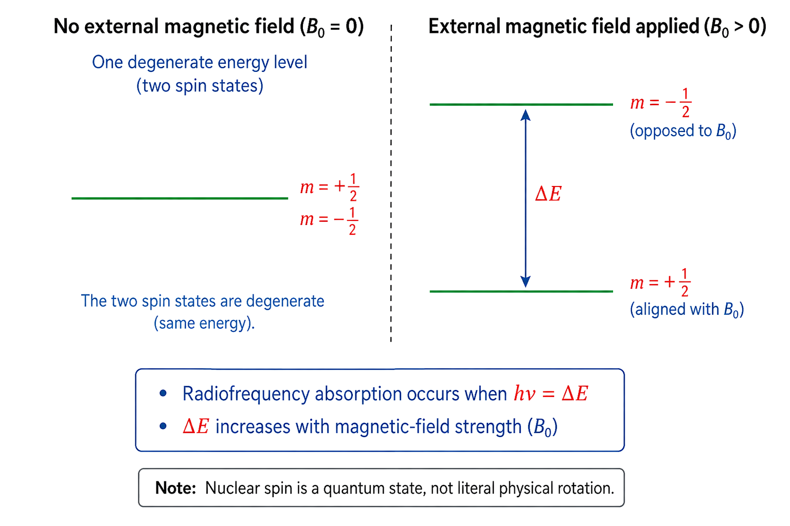 the two proton spin states are degenerate without an external field; with B0 applied, m=+1/2 aligned is lower and m=-1/2 opposed is higher; radiofrequency absorption is tied to hν=ΔE and ΔE increasing with B0; spin is explicitly identified as a quantum state rather than literal rotation.