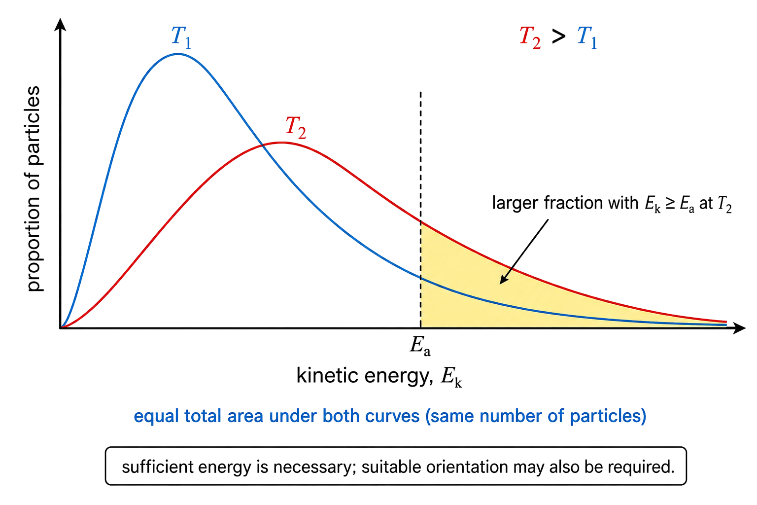T2 is lower, broader, and peaks to the right of T1; both curves are stated to have equal total area for the same particle count; Ea is unchanged by temperature; the fraction with Ek at least Ea is larger at T2 and orientation remains a separate requirement.