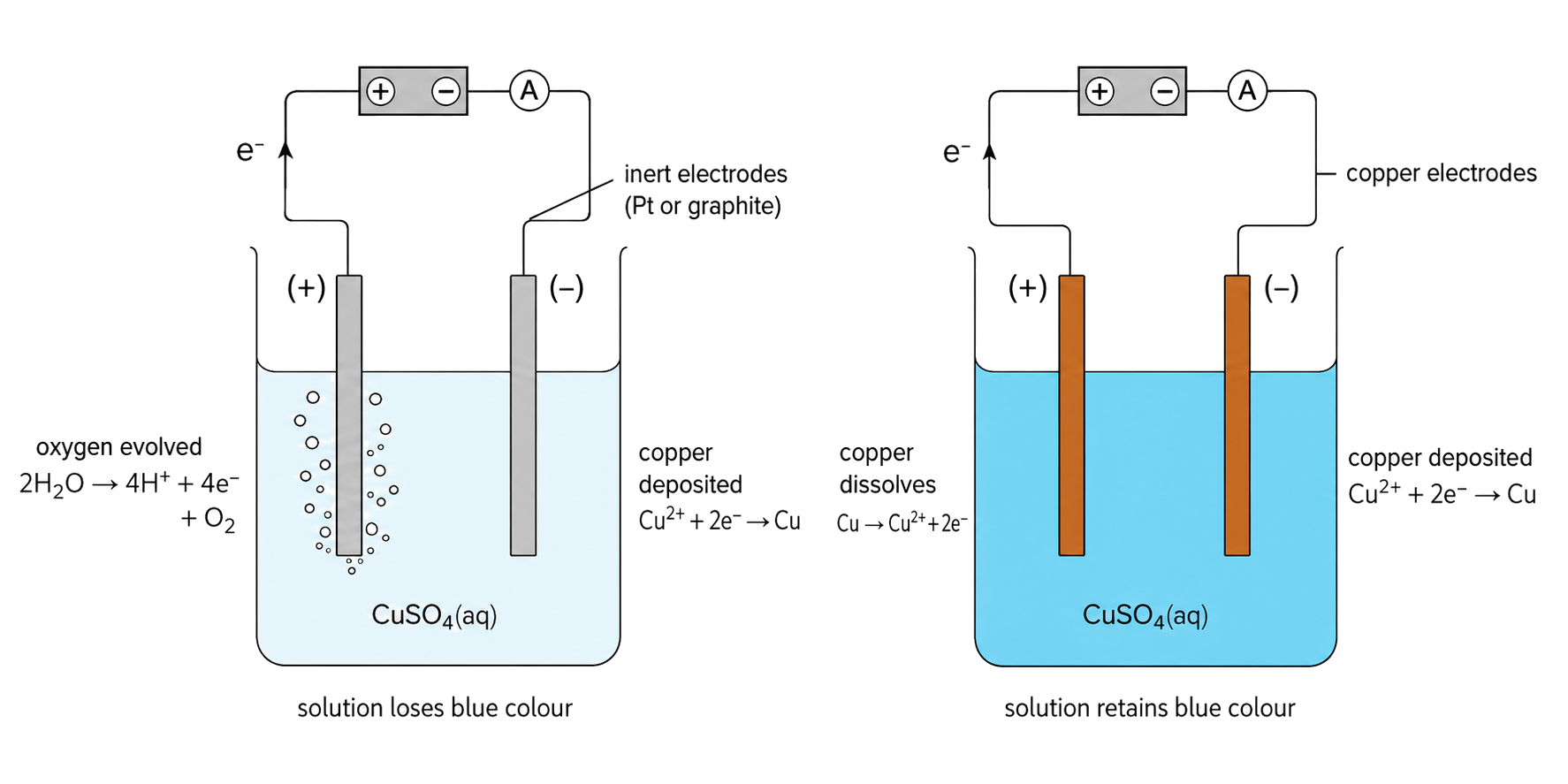 with inert electrodes oxygen evolves at the positive anode and copper deposits at the negative cathode; the inert-electrode solution loses blue colour as Cu2+ is removed; with copper electrodes the positive copper anode dissolves and copper deposits at the negative cathode; the copper-electrode solution retains blue colour because Cu2+ is replenished.