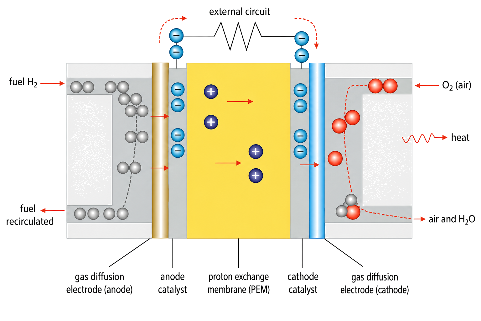 H2 enters the anode and O2 enters the cathode side; electrons travel through the external circuit from anode to cathode; H+ crosses the PEM from anode to cathode while electrons do not; water and heat leave on the cathode side.