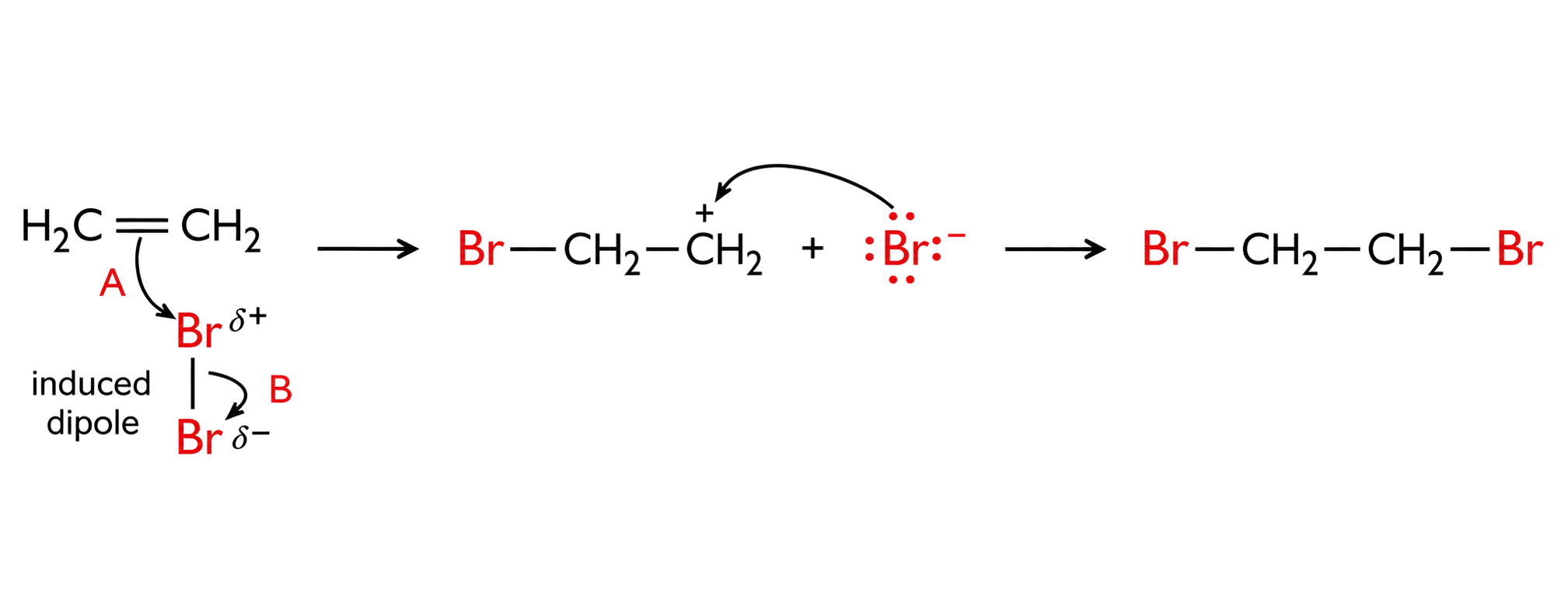 the C=C pi pair attacks Br delta positive and the Br-Br pair moves to Br delta negative; the textbook bromoethyl carbocation plus Br- intermediate is preserved; Br- attacks C+ and forms neutral 1,2-dibromoethane; two carbons, four hydrogens, and two bromines are conserved.