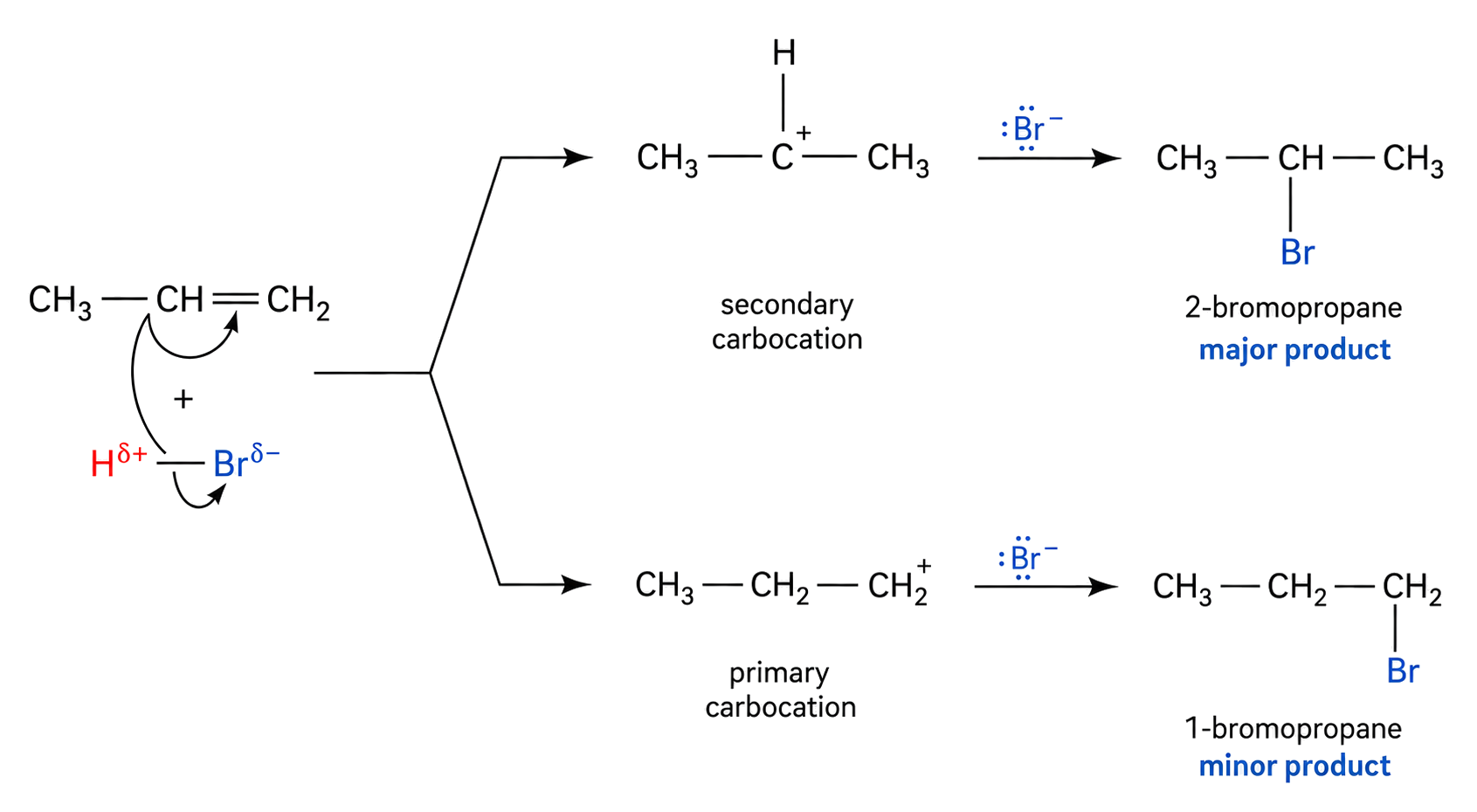 the upper route forms a valid secondary carbocation with one H on C+; the lower route forms a primary carbocation; 2-bromopropane is correctly labelled major and 1-bromopropane minor; three carbons are conserved in every structure.