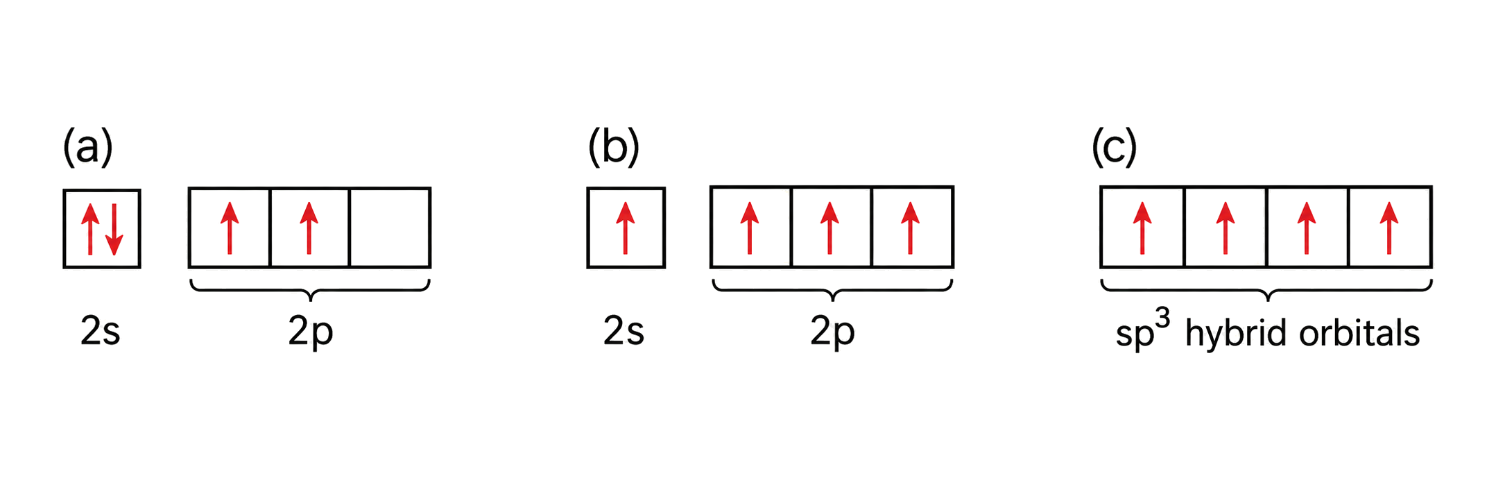 ground-state carbon is 2s2 2p2 with two unpaired p electrons; promotion gives one 2s electron and three singly occupied 2p orbitals; hybridization gives four equivalent singly occupied sp3 orbitals; every panel conserves four valence electrons.