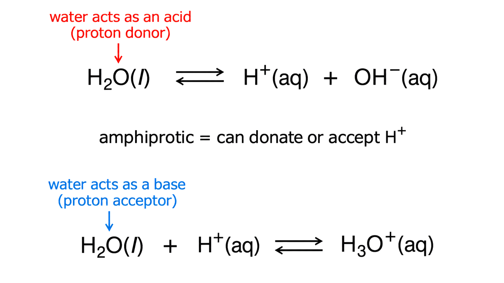 water donates a proton in H2O(l) ⇌ H+(aq) + OH−(aq); water accepts a proton in H2O(l) + H+(aq) ⇌ H3O+(aq); acid means proton donor and base means proton acceptor; amphiprotic is stated as the ability to donate or accept H+.