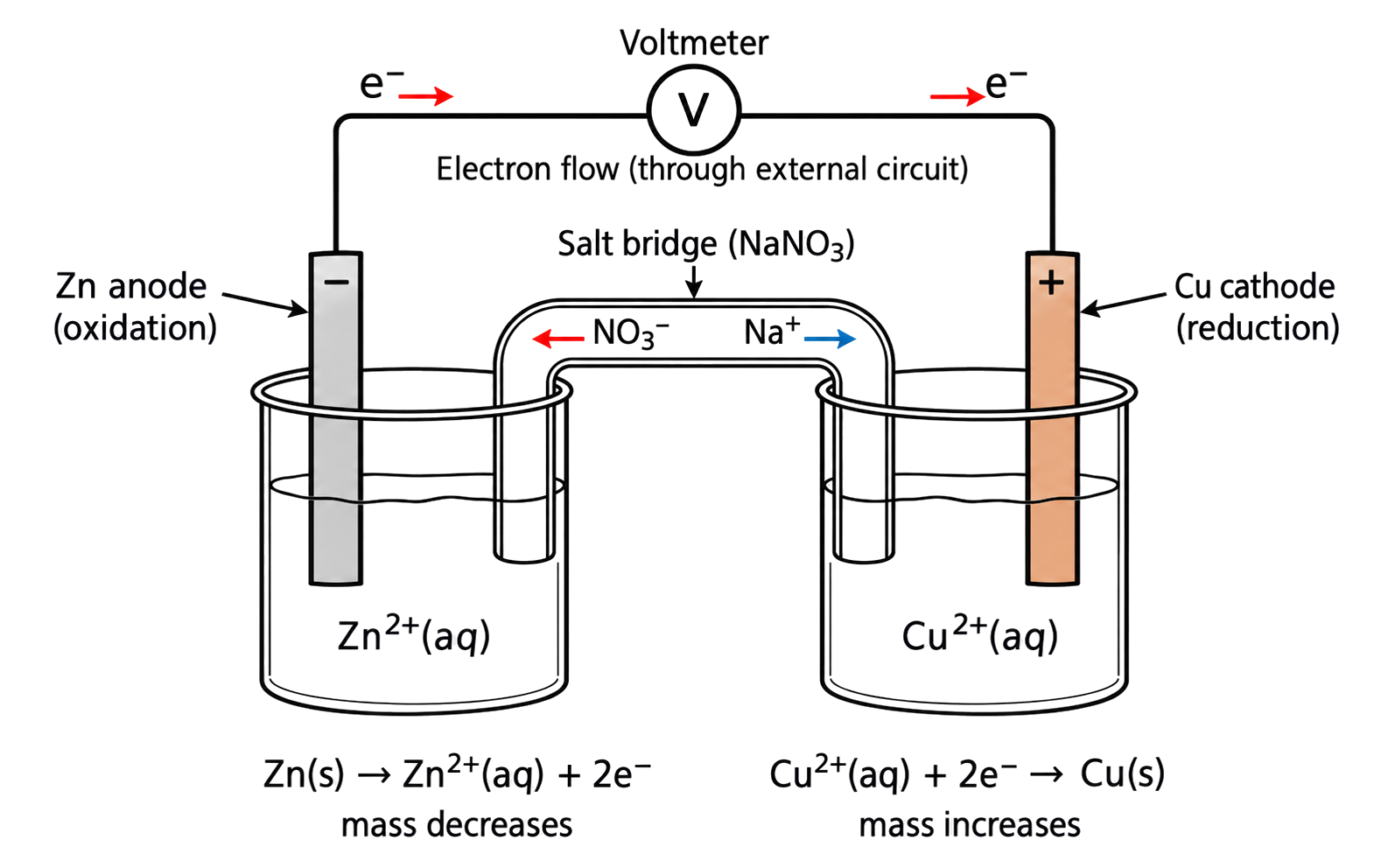 Zn is the negative anode and is oxidized by Zn(s) → Zn2+(aq) + 2e−; Cu is the positive cathode and Cu2+ is reduced by Cu2+(aq) + 2e− → Cu(s); external electrons flow from Zn through the voltmeter to Cu and never through the salt bridge; NO3− migrates toward the anode and Na+ migrates toward the cathode.