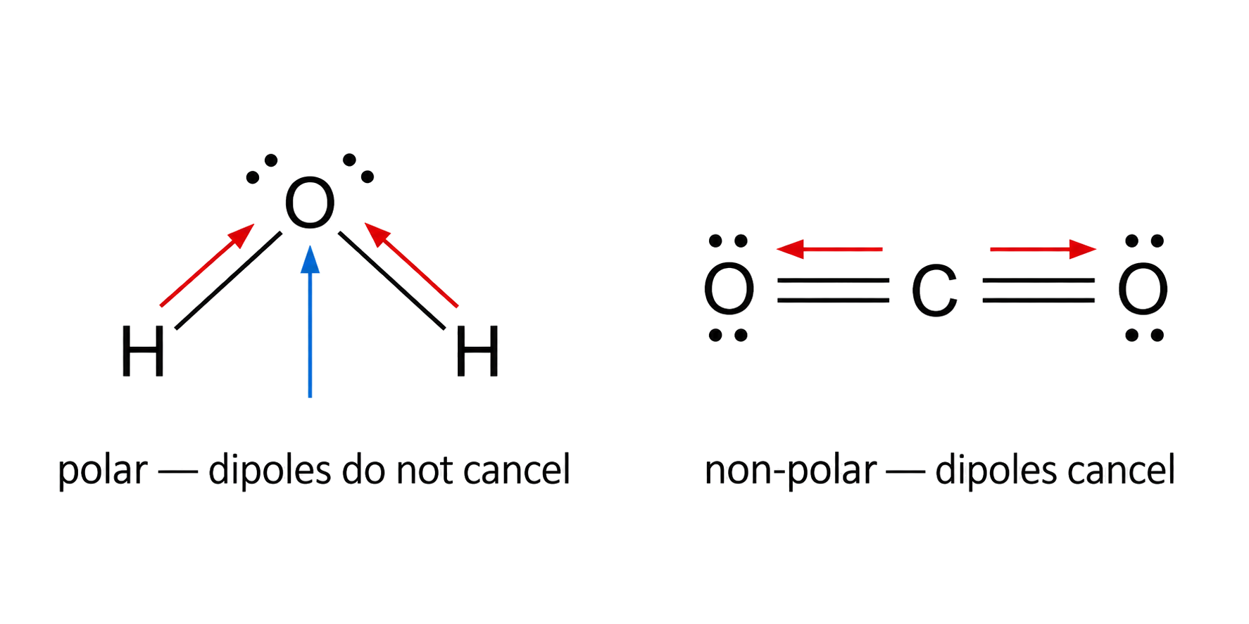 H2O is bent and its H-to-O bond dipoles give a net dipole toward O; CO2 is linear and its equal C-to-O dipoles oppose and cancel; oxygen lone-pair counts are correct; polarity is not inferred from one bond alone.