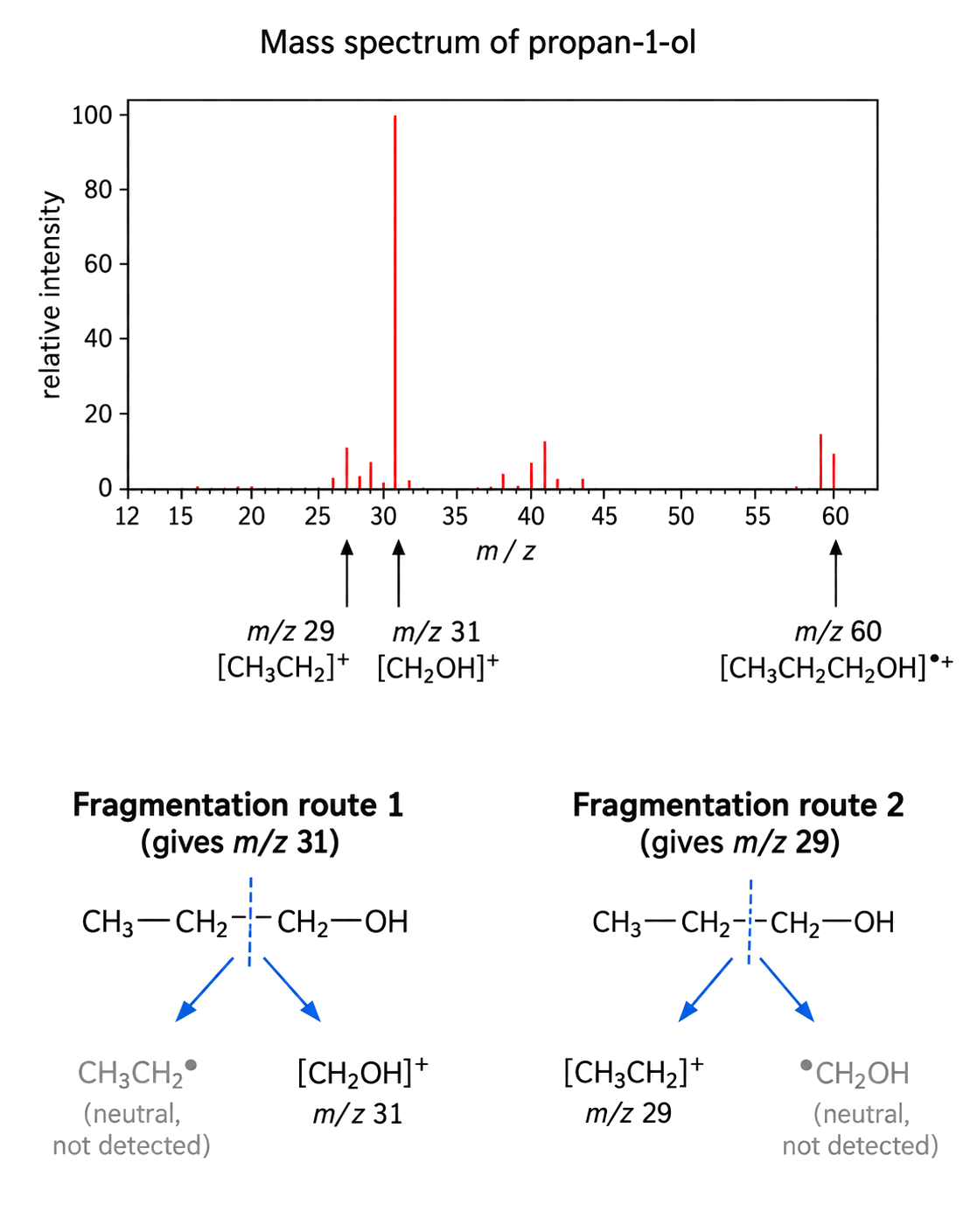 m/z 31 [CH2OH]+ is the base peak; m/z 29 [CH3CH2]+ is a detected fragment; m/z 60 is the propan-1-ol molecular radical cation; both schemes cleave the bond between CH3CH2 and CH2OH.