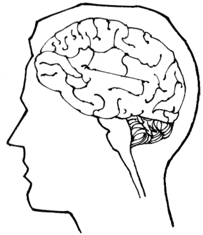Human brain