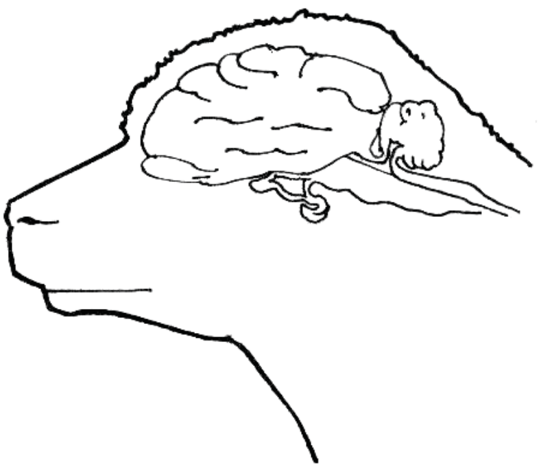 Sheep brain