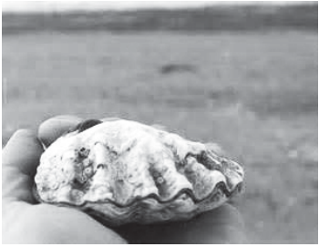 Adult oyster, Ostrea lurida