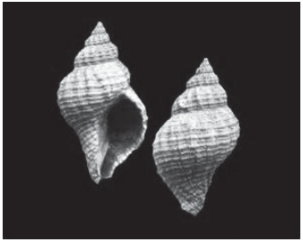 Adult gastropod shell, Urosalpinx cinerea