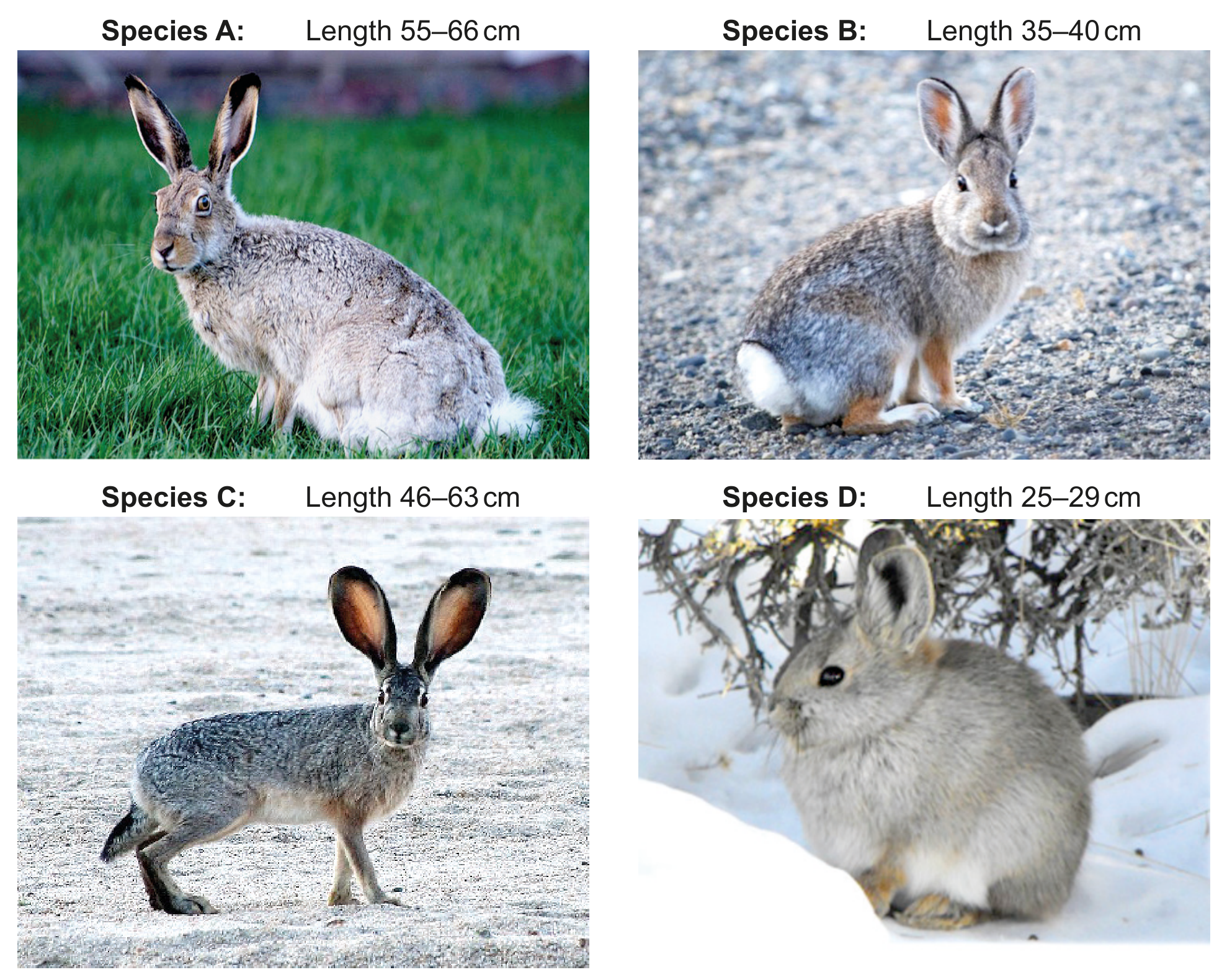 Figure 1(a): Four species of the family Leporidae
