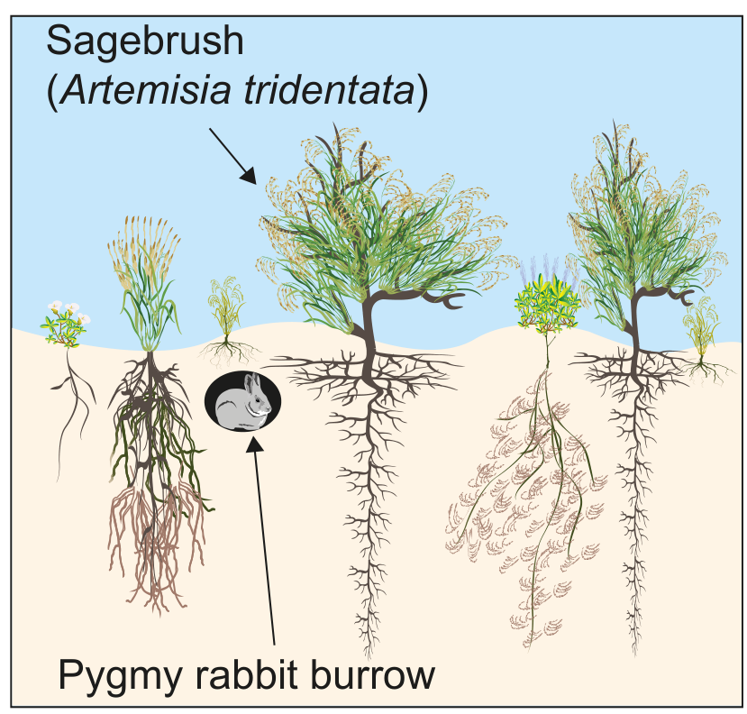 Figure 1(c): Sagebrush ecosystem without invasive cheatgrass