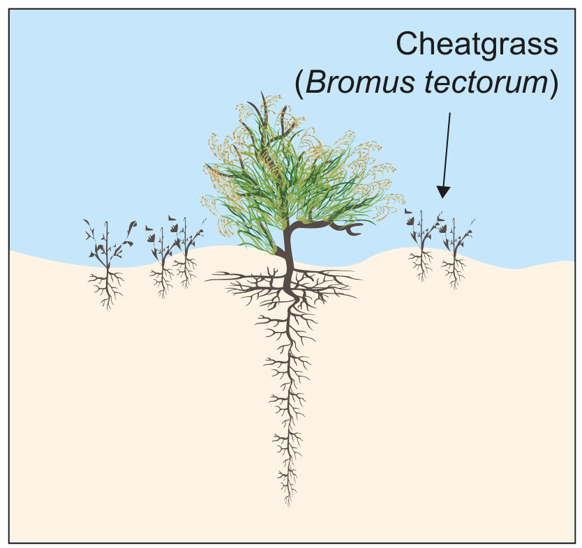 Figure 1(d): Sagebrush ecosystem with invasive cheatgrass
