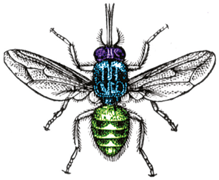 Figure 1(b): Biting flies in the savanna