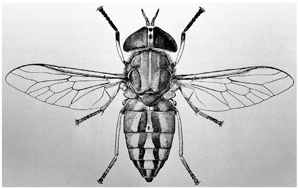 Figure 1(b): Biting flies in the savanna