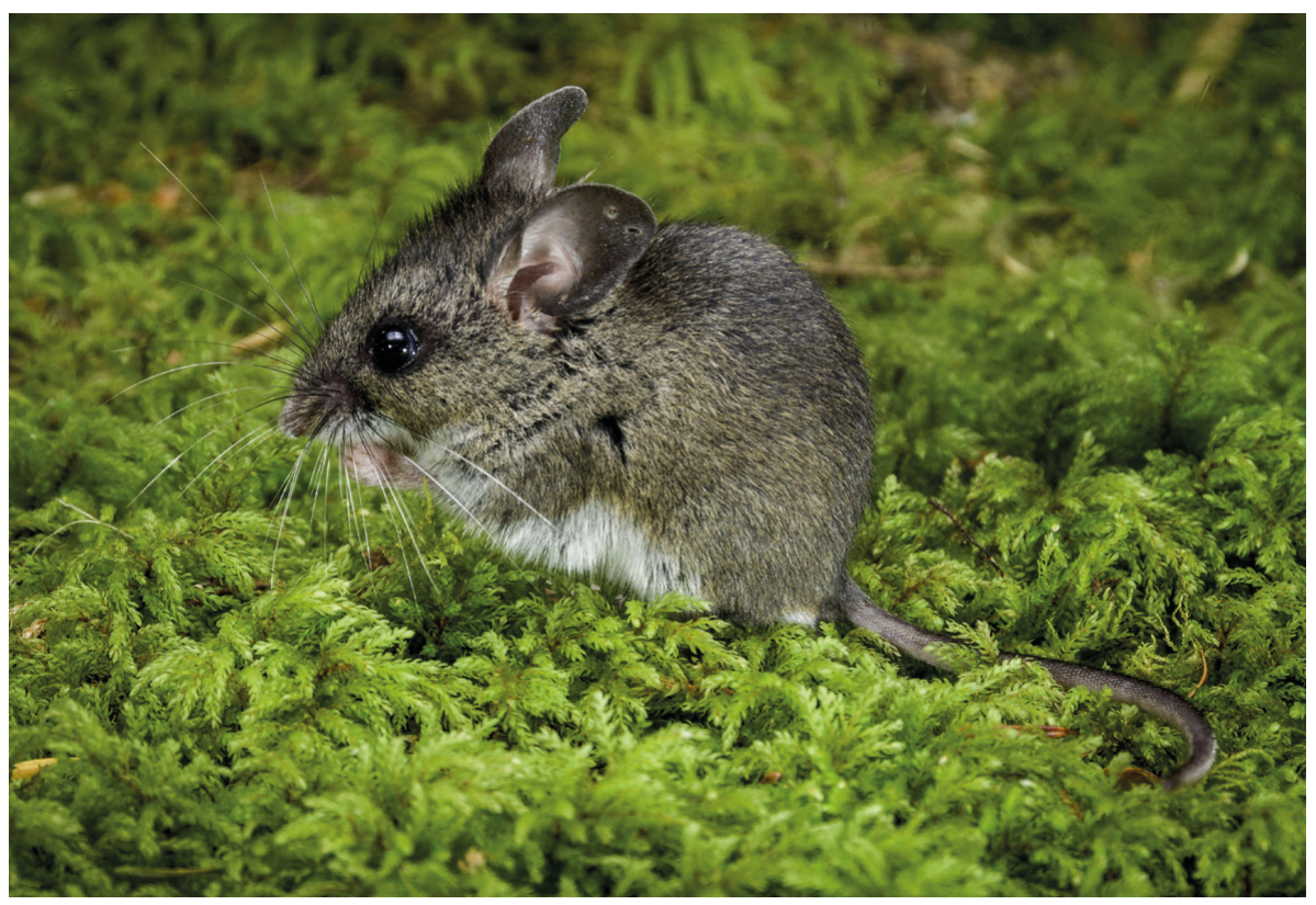 Figure 2: Keen's mouse was found in all three successional stages