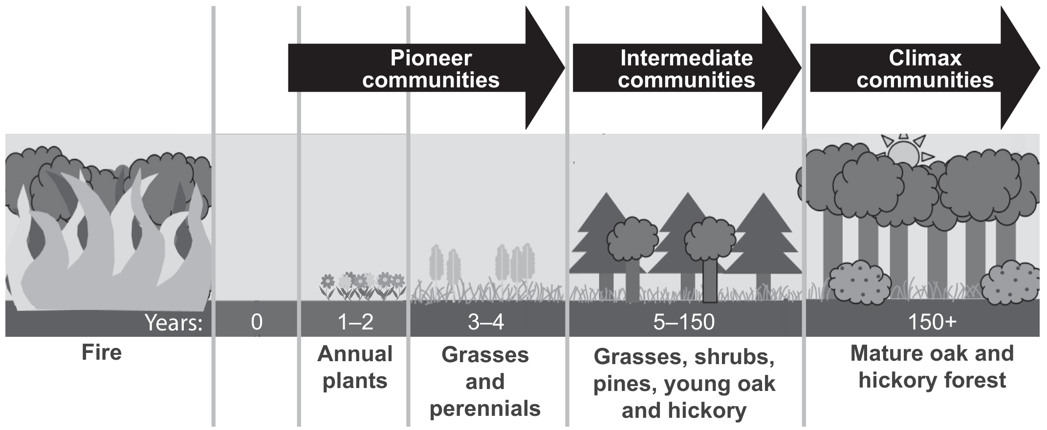 Figure 1: Stages of succession following disturbance by fire