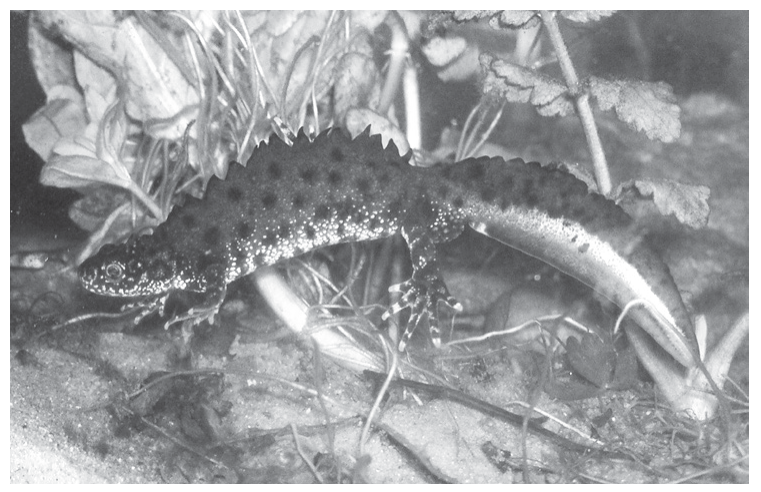 Crested Newt (Triturus cristatus)
