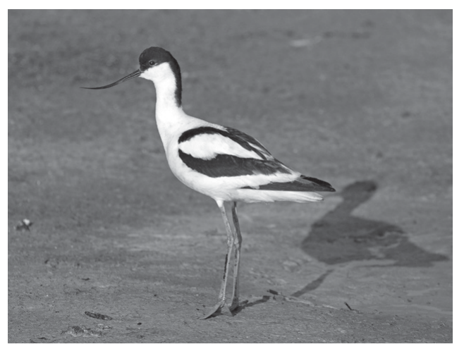 Avocet (Recurvirostra avosetta)
