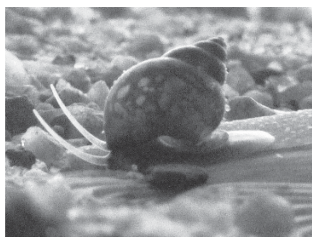 Bithynia (Bithynia tentaculata)