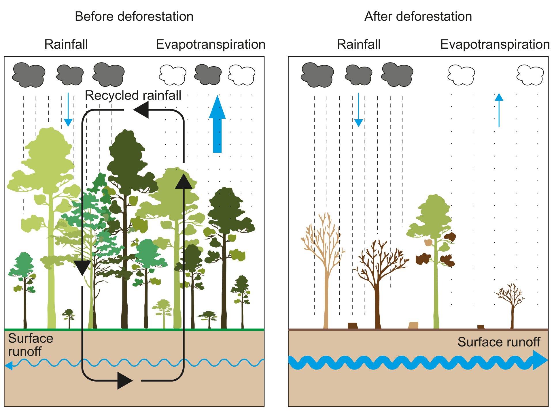 Figure 3: Impact of deforestation on the water cycle