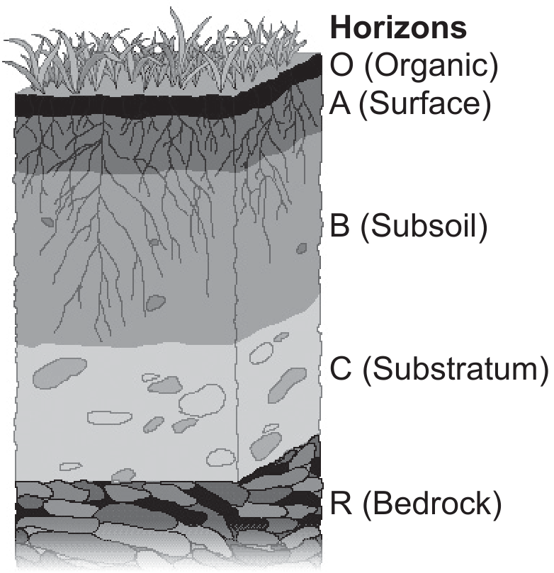 Figure 2(b): Horizons (layers) in a typical soil profile