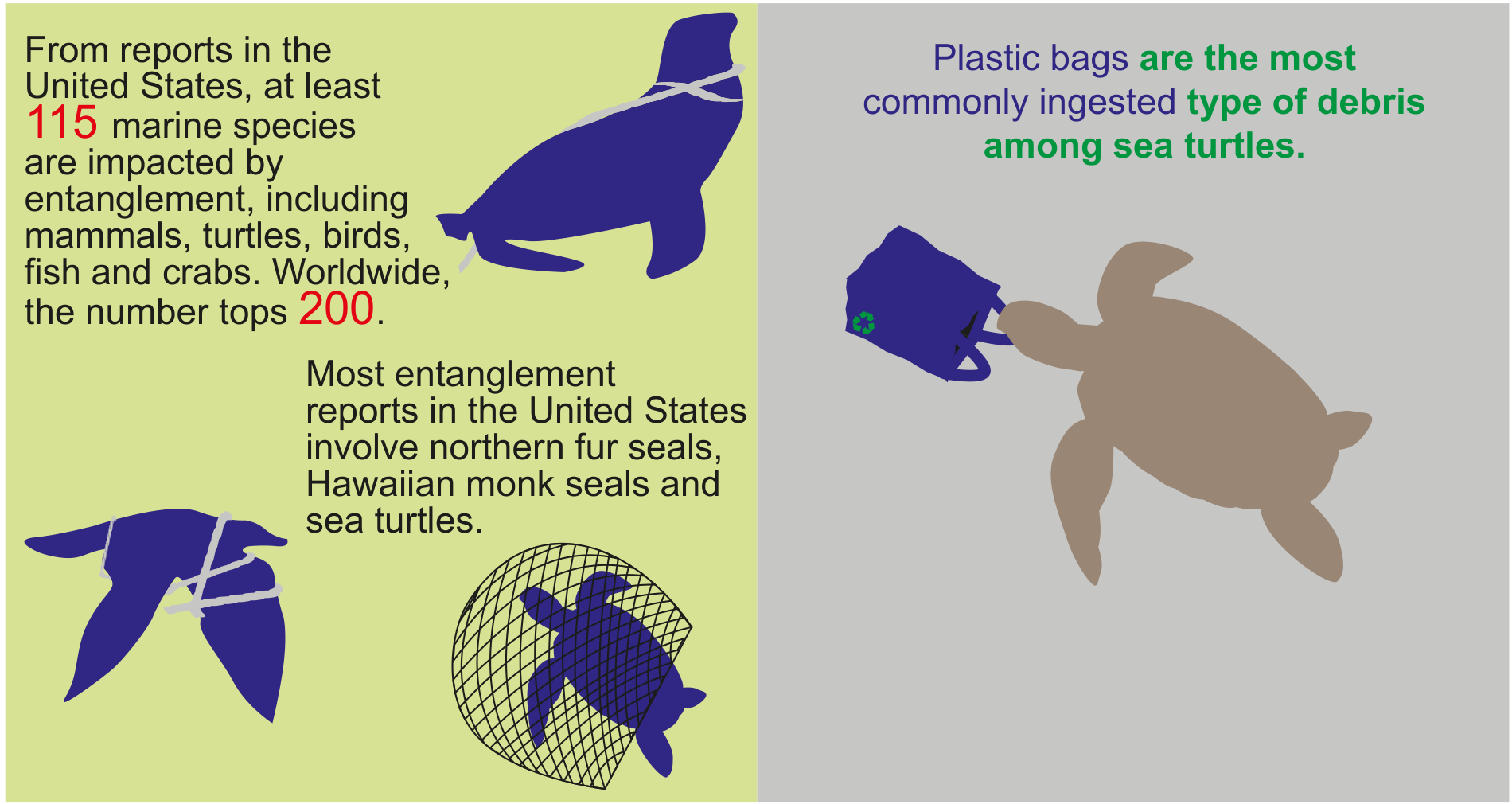 Figure 3: Examples of entanglement of marine species