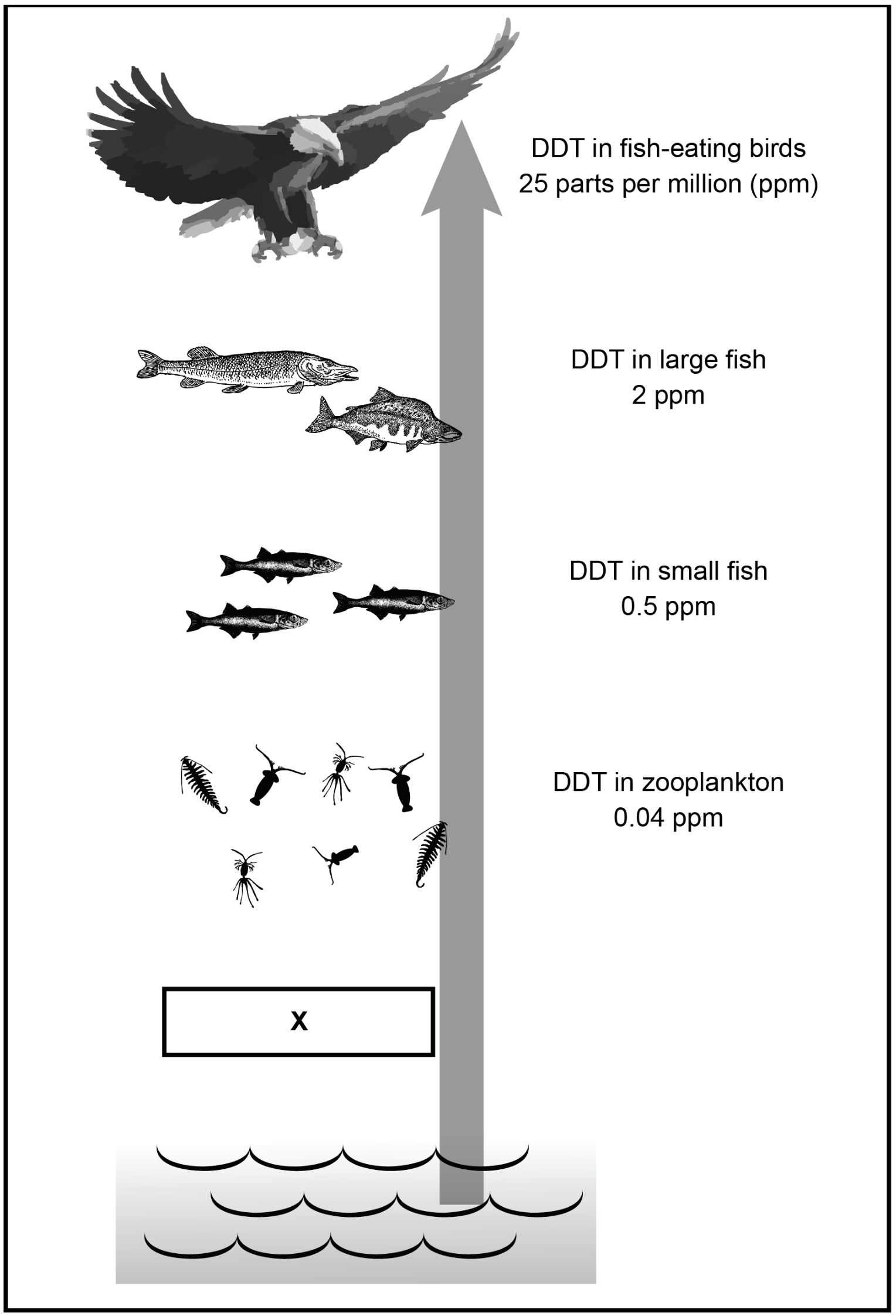 Figure 1: Levels of concentration of DDT in food chain