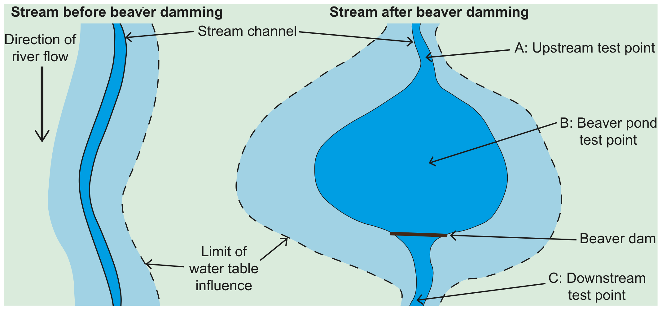 Figure 8(a): River before and after beaver dam construction