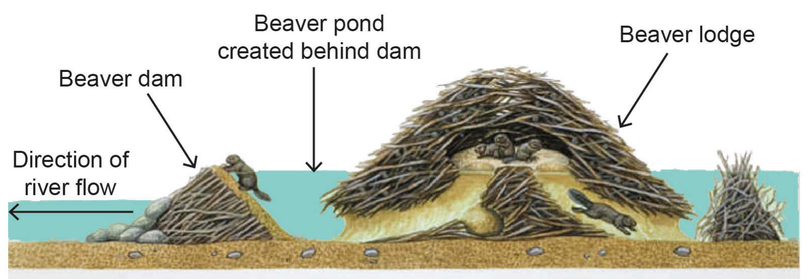 Figure 9(b): Succession caused when a beaver dam is built across a river