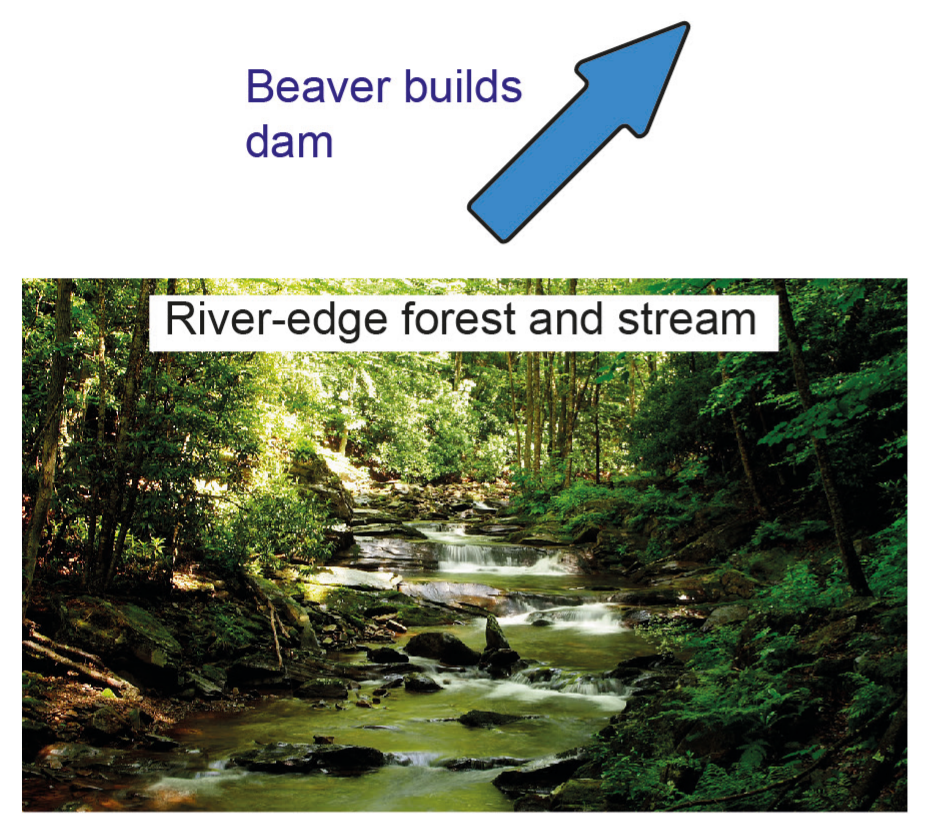 Figure 9(b): Succession caused when a beaver dam is built across a river (continued)