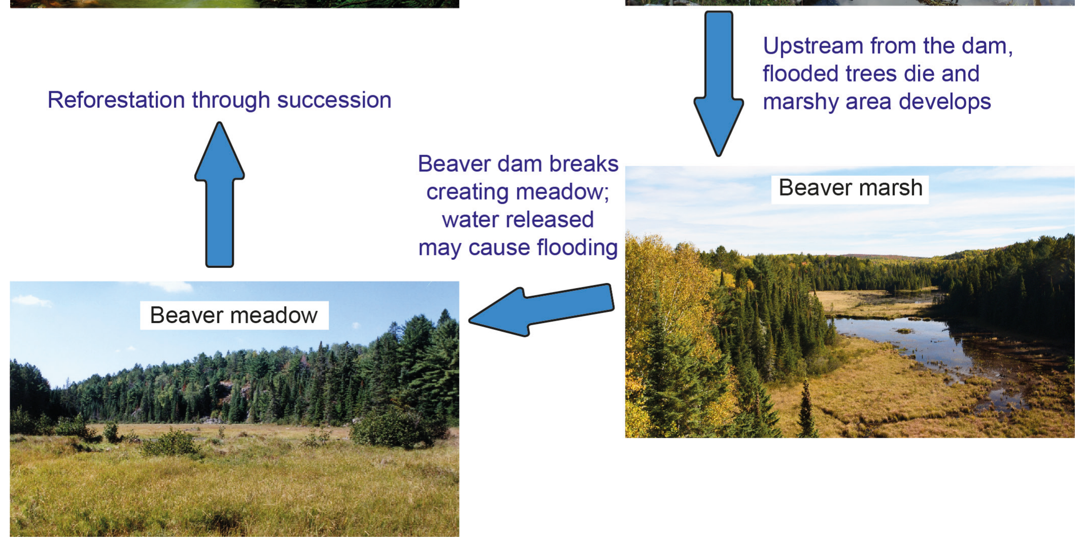 Figure 9(b): Succession caused when a beaver dam is built across a river (continued)